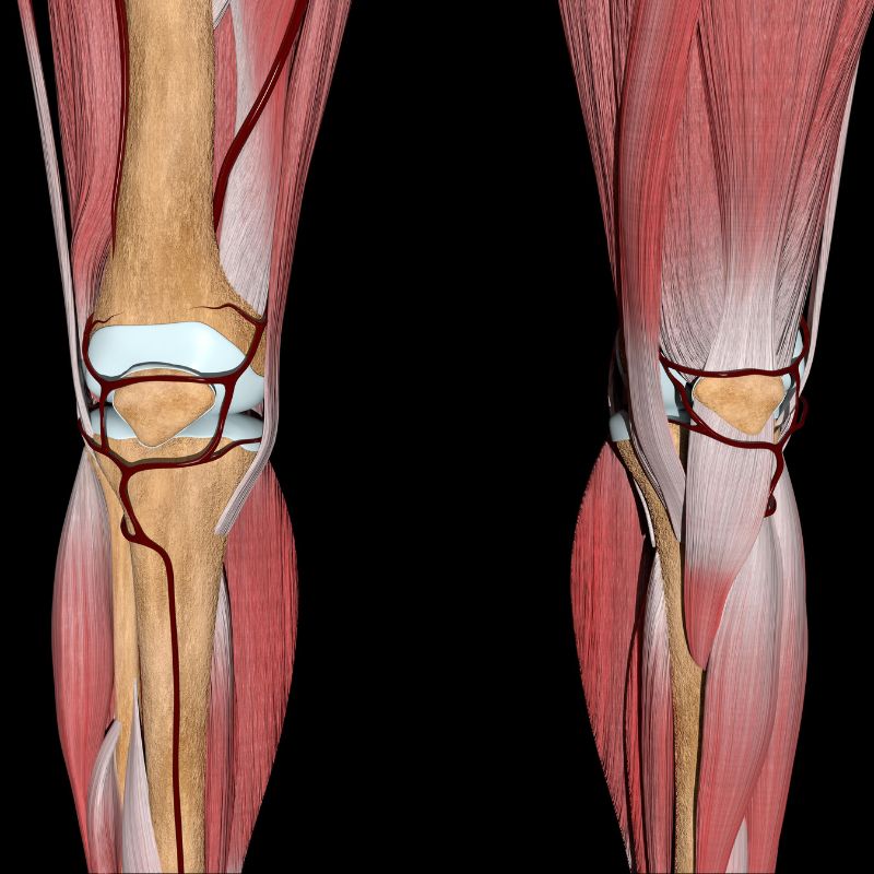 Genicular Arteries and How Are They Involved in Knee Pain